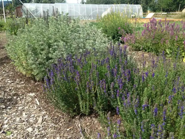 Аптечная грядка с иссопом лекарственным