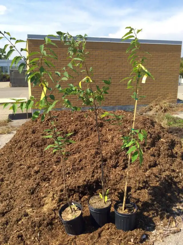 Саженцы вишнёвых деревьев