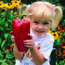 Перца Чудо-Великан F1