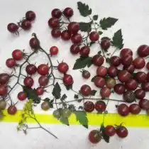 Томат Диковинка