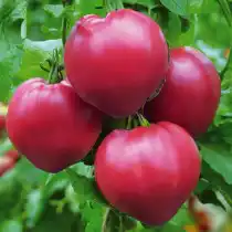 Томат Сахарный Бизон