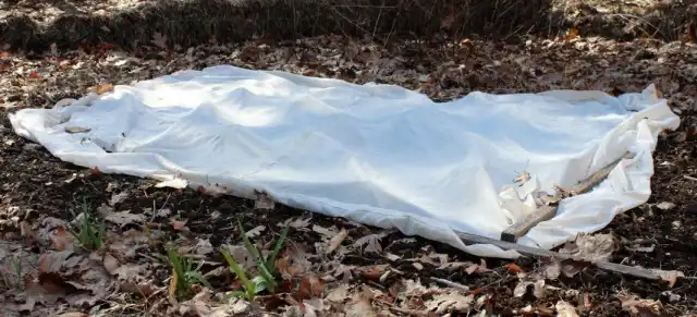 Укрытая грядка с луком, посаженным под зиму