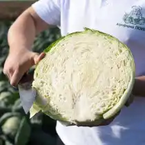 Капуста белокочанная Застольный F1