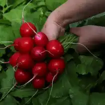 Редис Меркадо