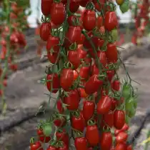 Томат Сладкий фонтан F1