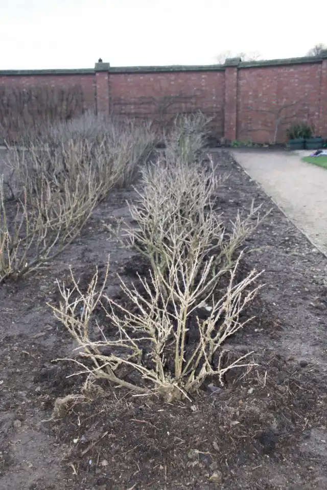 Осенняя подготовка крыжовника