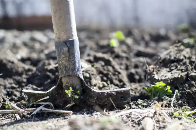 Чи потрібно перекопувати