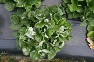 Мучнистая роса на листьях клубники