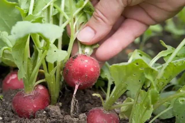 Прореживание посадок редиса