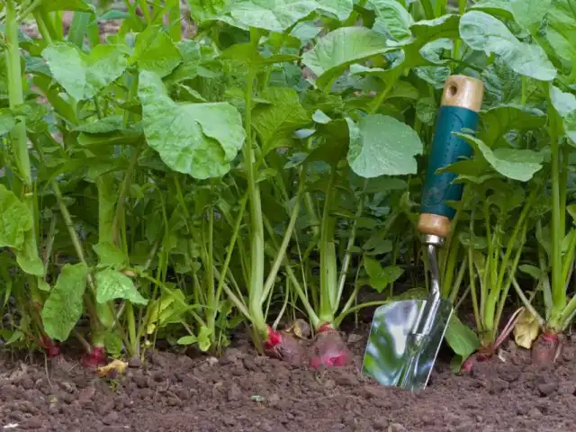 Переросший редис