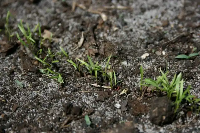 Всходы моркови до прореживания