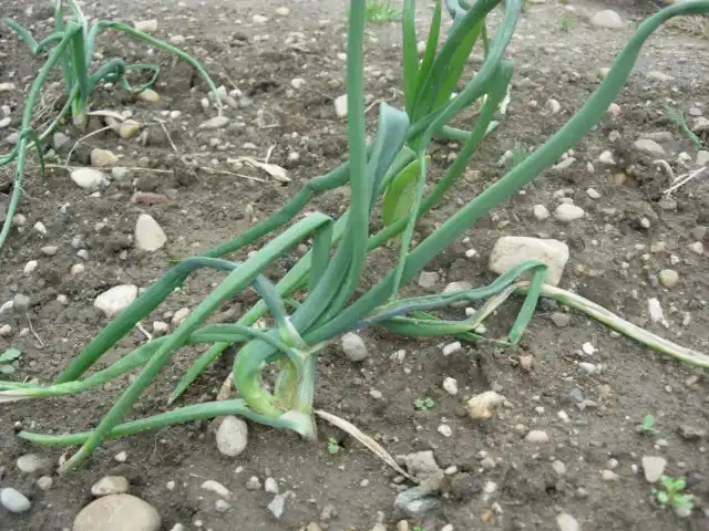 Лук, пораженный нематодой