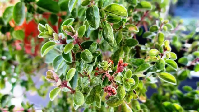 Майоран (Origanum majorana)