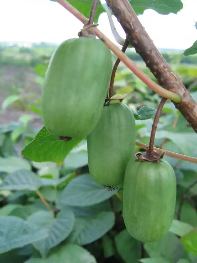 Актинидия сорт Дачная