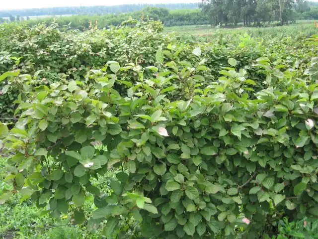 Плантация актинидии