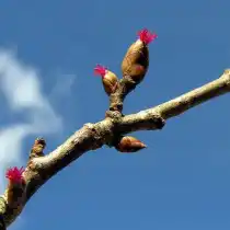 Женские цветочные почки лещины