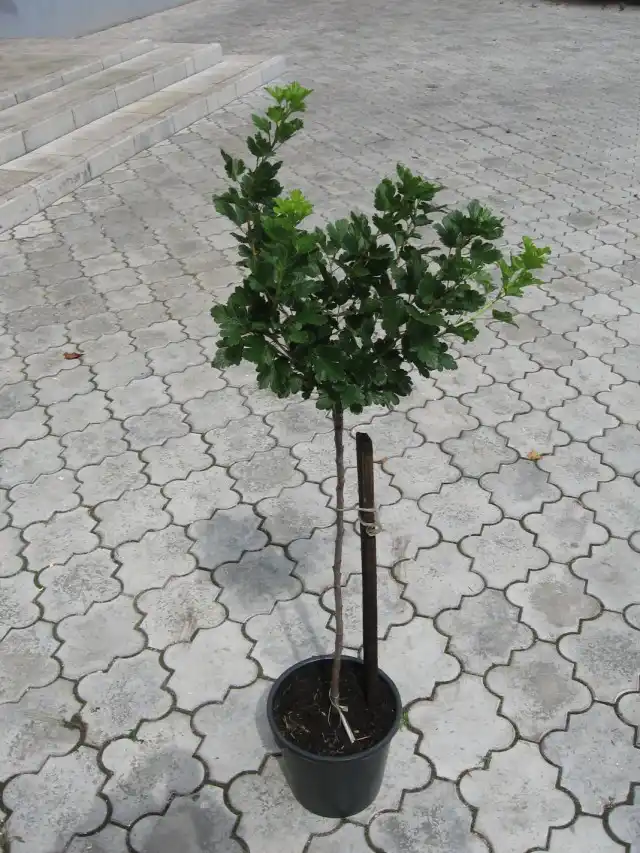 Куст крыжовника сформированный на штамбе