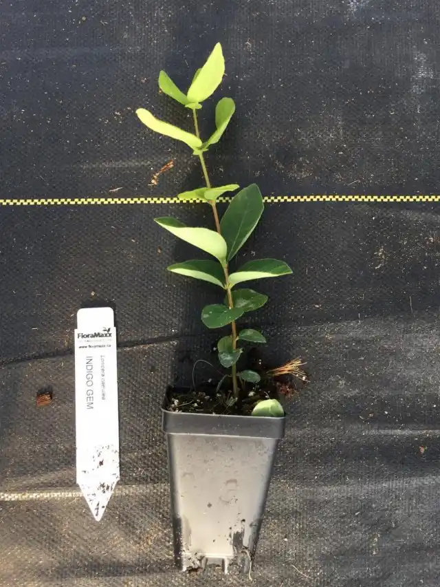 Укоренённый черенок жимолости съедобной