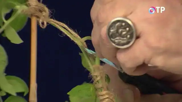 После срастания растений, удаляем верхушку ненужного томата