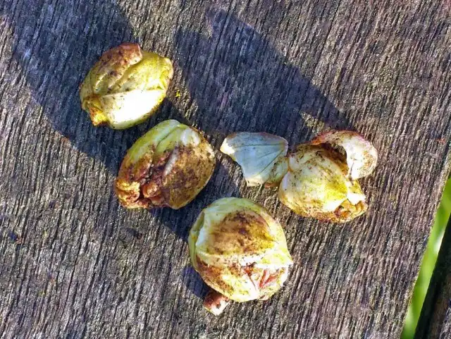 Пораженные смородинным почковым клещом почки смородины