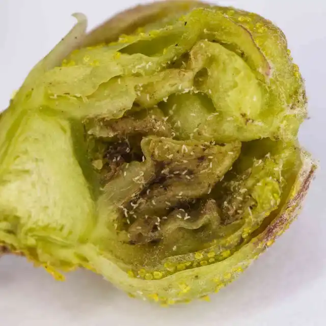 Почка смородины, пораженная почковым смородинным клещом, в разрезе