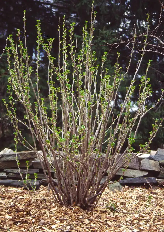 Куст смородины с распускающимися листьями