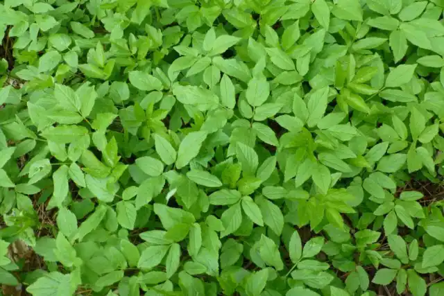 Сныть обыкновенная (Aegopodium podagraria)