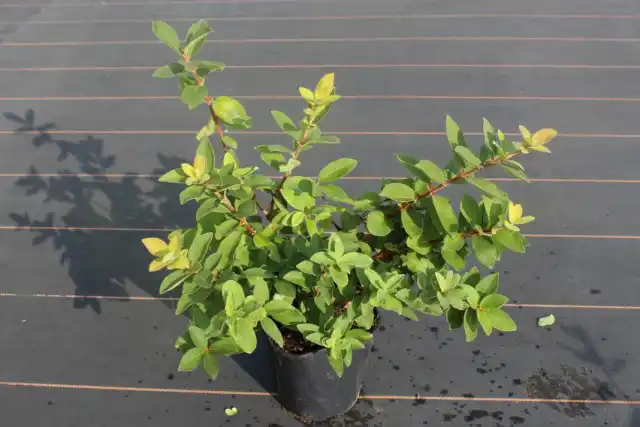 Куст жимолости в посадочном контейнере