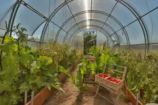 Размещение грядок в теплицах «Кремлёвские»