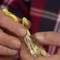 Пророщенные семена кабачка