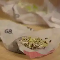 Пророщенные семена моркови