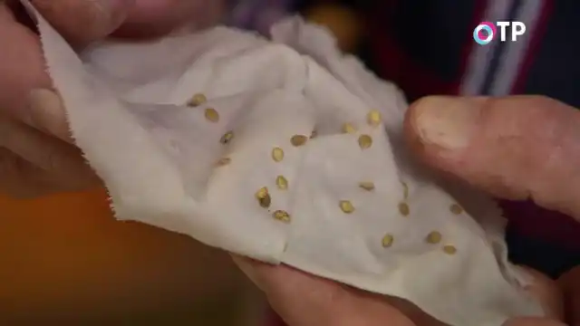 Наклюнувшиеся семеня томата