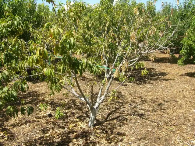 Суховершинность персика