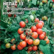 Томат сорта «Непас 11» (Комнатный)