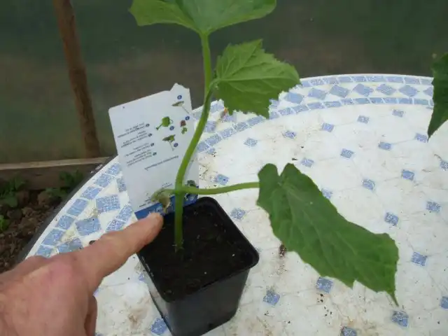 Рассада огурца купленная в магазине