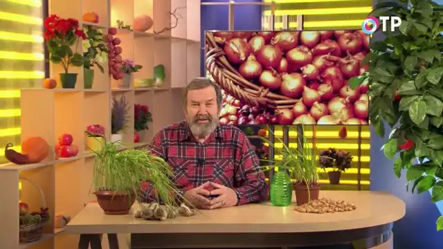 Що робити, якщо цибуля-сівок і