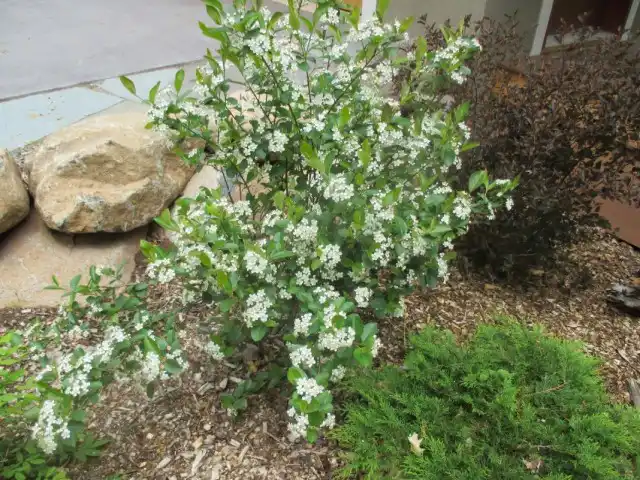 Арония черноплодная, или Черноплодная рябина (Aronia melanocarpa)