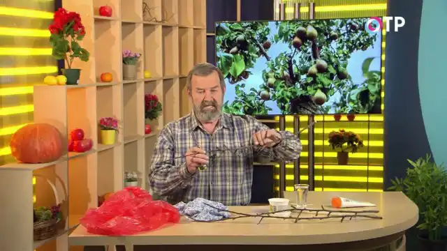 Отрезаем от ветки годовалый или двухлетний прирост