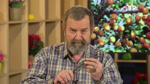 Проводить подготовку к зимнему хранению черенков плодовых культур разных сортов необходимо отдельно друг от друга