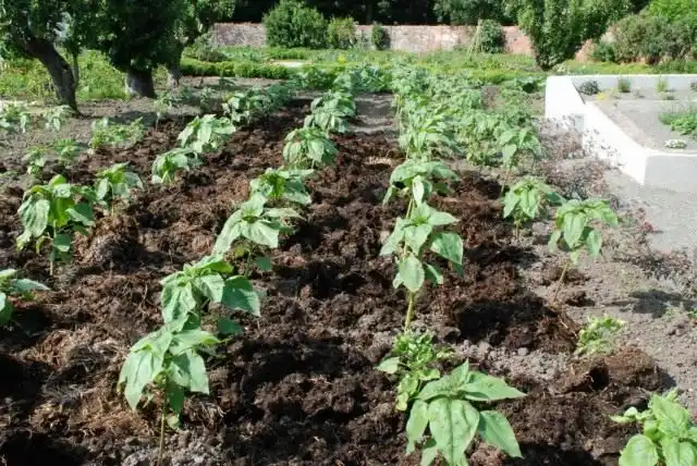 Грядка с подсолнечниками