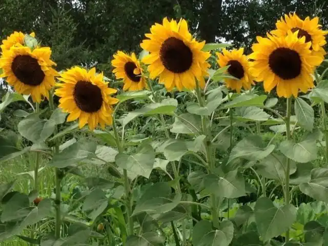 Подсолнечник однолетний, или Подсолнечник масличный (Helianthus annuus)