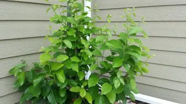 Дерево хурмы восточной возраст 7 лет