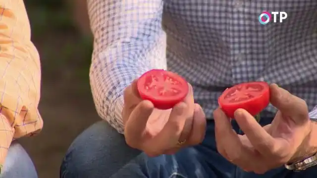 Томат гибридного сорта «Любаша» в разрезе