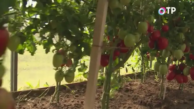 Томаты гибридного сорта «Любаша»