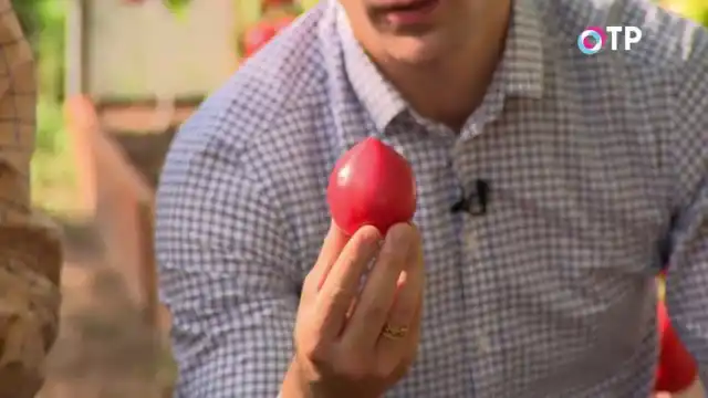 Гибридный сорт томата «Малиновая империя»