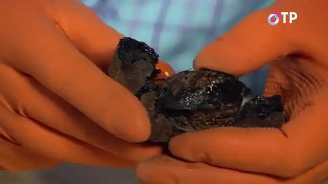 Отделяем околоплодник маньчжурского ореха