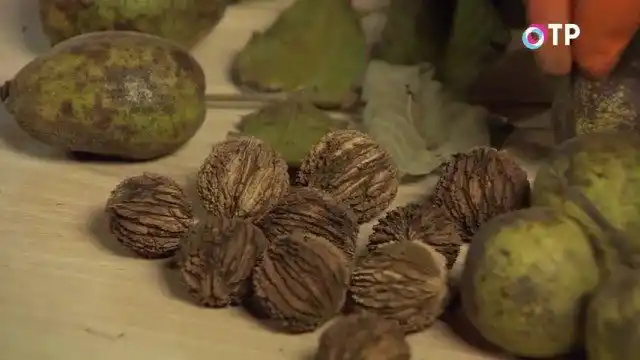 Чёрный орех