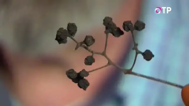 Плоды бархата амурского