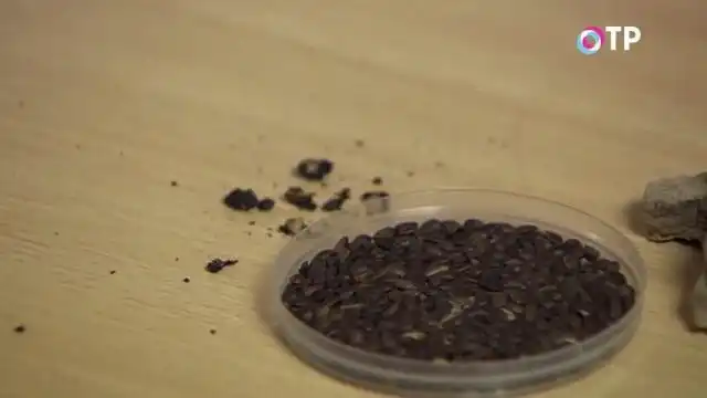 Семена бархата амурского