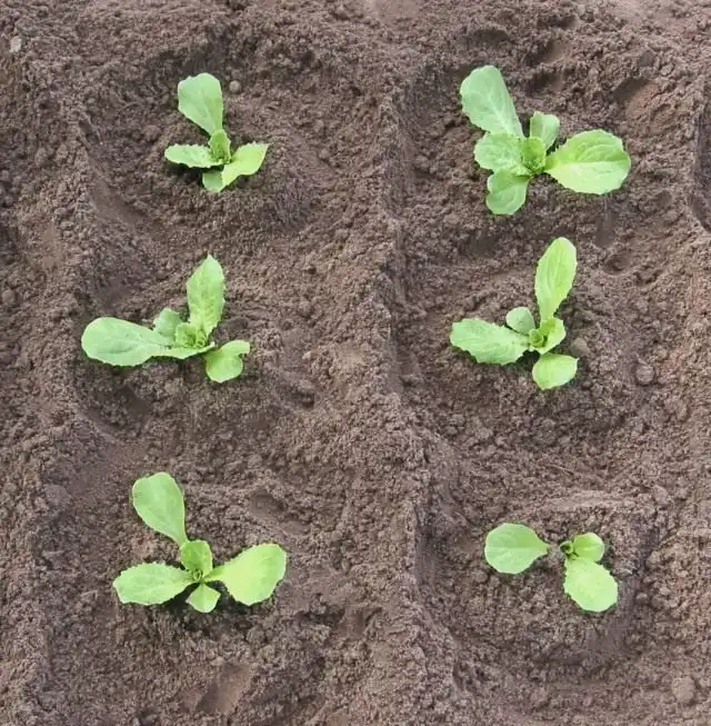 Высаженная рассада цикория